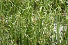 Killikus&reg; Fotographie